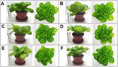 Agronomic iron-biofortification by activated hydrochars of spent coffee grounds
